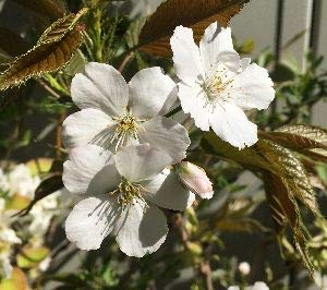 Amazon | 駿河台匂桜：スルガダイニオイザクラ（桜） 苗木 さくら 苗